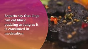 Can dogs eat black pudding?