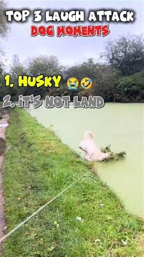 Top 3 laugh attack dog moments 🤣 #funny #dog #viral #funnyvideo