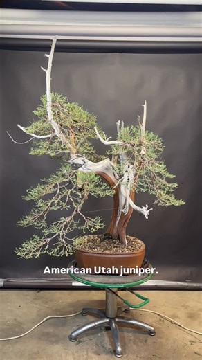 Julian Tsai on Instagram: "Utah juniper technical talk. Balancing cycles. Managing thickness vs elongation. How you can push native junipers sustainable forward to produce refinement."