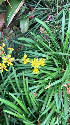 富弘さんに命を教えたツワブキ #植物 #花 ＃星野富弘