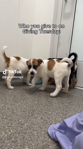 DONATION MATCH: On any given day at our Medical Center, this is what you’ll see: nearly 200 dogs and cats receiving care for a wide range of illnesses and injuries on their path to adoption. Tomorrow is Giving Tuesday, a nationwide day of giving, and making a donation to PAWS not only funds the work we’re doing today, but it will fund our work for months and months to come. We are entirely funded by donations, which means every single one of these pets’ care depends on your help. But right now, 