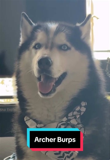 Fair Trade: Siberian Huskies in the Spotlight