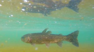 13 reactions | It's #fishing time! Earlier this mth, 3,000 lbs of rainbow trout and 500 lbs of lightning trout were released into Diamond Valley Lake – the last stocking of the season. Stocking takes place typically once a month from November to April when the water temp is below 70 degrees. | Metropolitan Water District of Southern California | Facebook
