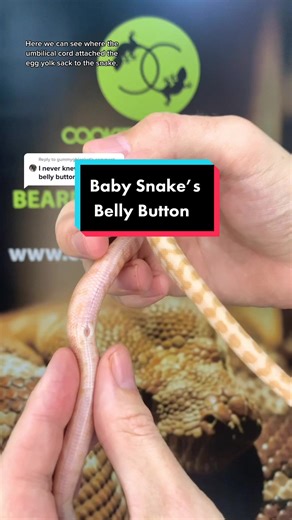 Baby Snake’s Belly Button