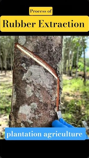 how rubber is extracted #rubberplantation #rubbertreeplant #viralvideo #shorts