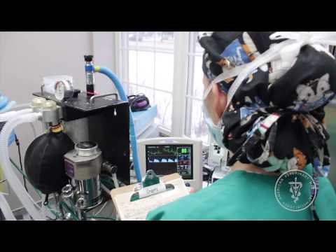 Anesthesia and Your Pet