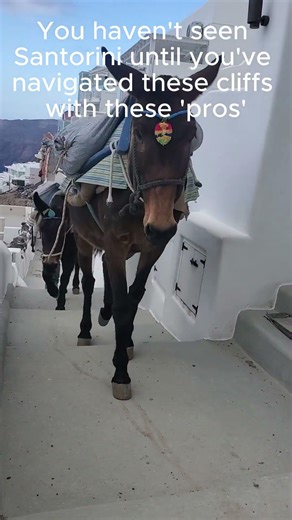 The Never-Ending Donkey Line of Santorini 🐴♾️