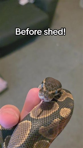 another perfect shed from this boy! #python #snake #petsnake #royalpython #ballpython
