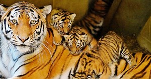 Longleat quartet of Endangered Amur tiger cubs are all girls