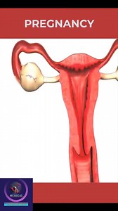 Pregnancy 3D Animation #education #doctor #documentaryphotography #DoctorWho # reel # shorts #DoctorWh# | SMART Doctor