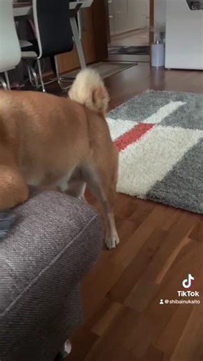 Shiba Inu 💞Kaito 💞cool 🐾🥰😂 #shibainu #shiba #theshibedoge #akita