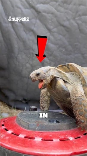 This Why You Shouldn't Remove a Turtle's Shell!!