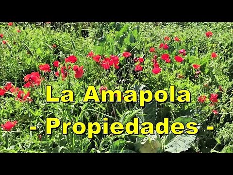 La Amapola y sus propiedades medicinales.