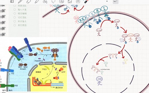 自用复盘：TGFβ-Smad信号通路