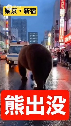 【熊を保護】熊が東京・大阪に放たれた世界線🐻#熊#ツキノワグマ