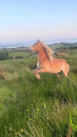 Horse Breeding Practices: Letting Mares Run with Stallion