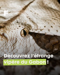 L'étrange vipère du Gabon ! 🇬🇦🐍 Saviez-vous que les serpents ne se déplacent pas toujours en ondulant ! La preuve avec celle-ci. La vipère du Gabon, plus grosse espèce de vipère au monde, a beau être une « tueuse » redoutable, son activité préférée reste de dormir. Fait étonnant, elle ressemble étrangement à un vrai squelette quand elle se déplace ! 💀 Elle vit dans les forêts tropicales Sub-saharienne, elle possède les plus longs crochets venimeux parmi les serpents connus à ce jour. #scienc