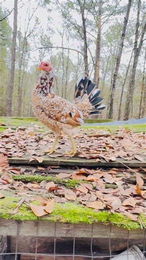 6.6K views · 166 reactions | Beautiful Spangled Hatch pullet Posing for the Camera  #chickens #gamefowl #explore #gamefowlbreeder #gamefarm #gallos #backyardchickens | Kenzie Gamefowl Farm | Facebook