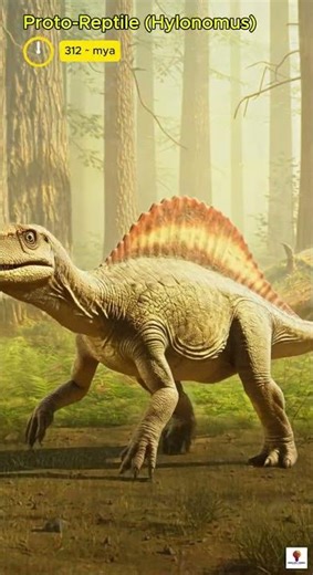 The Evolution of Dogs 🐕