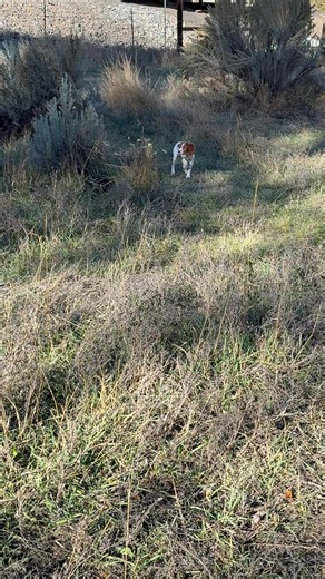 39 reactions · 8 comments | 15 week old Iris doing big dog stuff! We are more than a little excited about this pup! Crooked River Board & Train | Colton Cook | Facebook