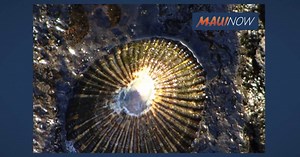 Maui Opihi Picker Airlifted After Suffering Serious Injuries in Fall | Maui Now