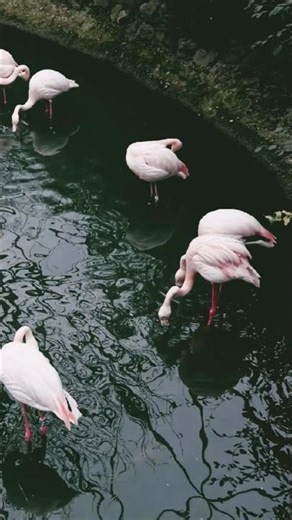 Red flamingos at sambhar lake, rajasthan pink beauty 🦩
