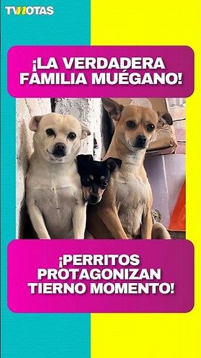 The True "Muégano" Family! Chihuahuas Melt Hearts With Their Bond