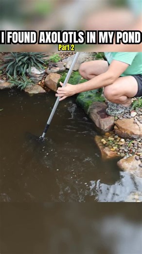 I found Axolotls in a POND! Part 2 of 15! | RAWWFishing