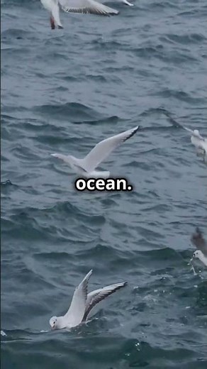 New Zealand Storm Petrel