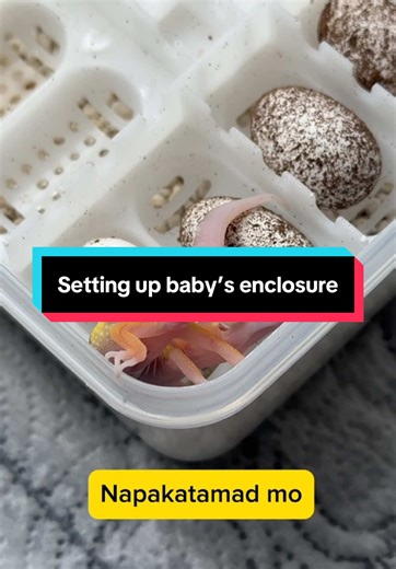 Just set up the cutest baby leopard gecko enclosure! Tiny lizard, big personality! \\#LeopardGecko #GeckoSetup #ReptileTok #BabyGecko #PetReptile #ReptileEnclosure #GeckoCare #CutePets #TankSetup #ReptileLife