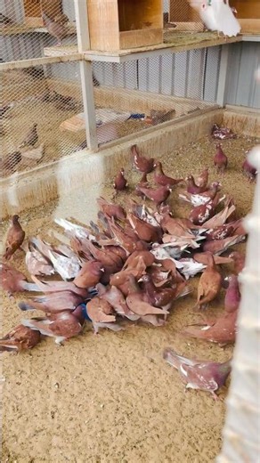 Pigeon Food in the morning 🕊️# pigeon # birds # kabutar # shorts# youtubeshorts