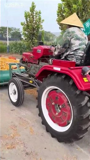 Corn threshing process using drum thresher machines