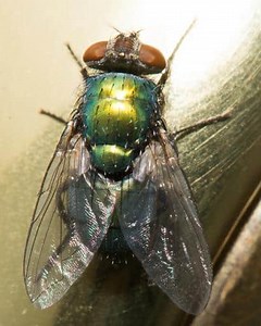 How To Get Rid Of Green Flies  - How I Get Rid Of
