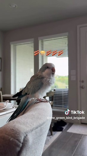 Bacon Pancakes: A Delightful Parrot Recipe