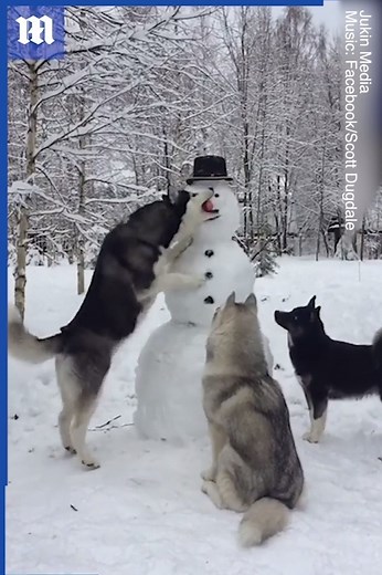 This husky trio is planning a mischievous act! 🥕☃️ via Jukin Media | Daily Mail Video