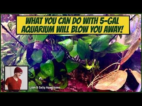 Myth Busting: You can do TONS in 5 gallon tank!