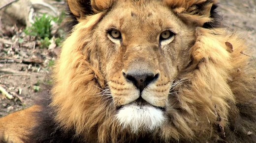 Lion Roar Sound Effect #SOUNDFX