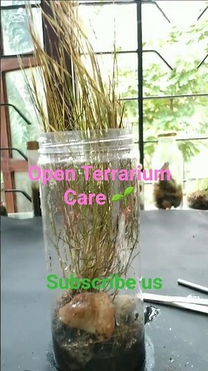 🍀🌿My First open terra🍀🌿