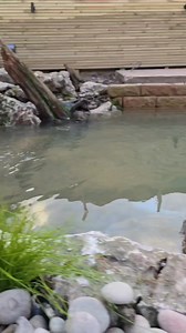 20K views · 226 reactions | This pond is a stunning example of what a eco pond can be. Lighting waterfalls fish cave and so much more. We have jets skimmer and a biofalls to clean this stunning Pond #watergarden #backyardoasis #ecopond #ponds #design #howto Roughneck Tools The Pond Advisor | Djs waterscapes and landscaping | Facebook