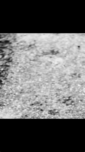 #charleshoudini #downatthedogpark #handsomeboy #dogs #freshair new rope. Diesel and I are trying to figure it out again. 🐾🐾