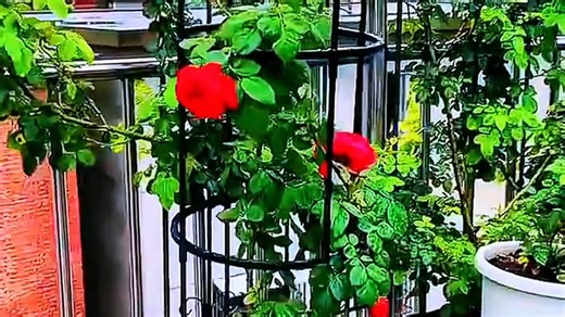 园之助GARDENHELPER花架爬藤架月季蔷薇阳台花盆植物106