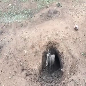 The Warthog Is The Most Easily Hunted 👉 👉👉 Join us to get more information: Animals Life | Animal Future