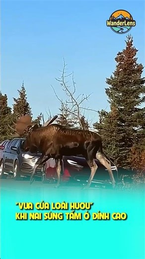 VUA CỦA LOÀI HƯƠU – KHI NAI SỪNG TẤM Ở ĐỈNH CAO #ongkinhlangthang #wanderlens #oklt #shorts