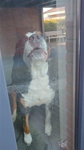 HE WOULD BITE MY HAND OFF #foryou #interestingfacts #courier #dog #animals #work