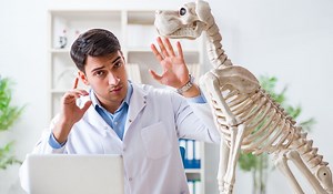 Dachshund Hip Dysplasia Treatment And Prevention Methods