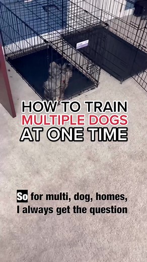 Training Tips for a Multi-Dog Household