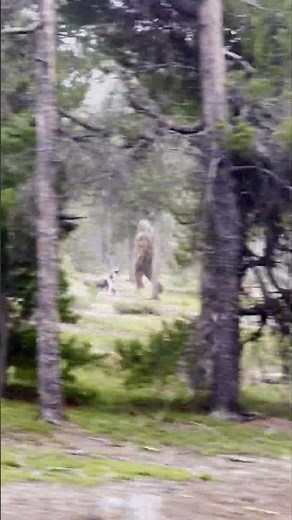 BIGFOOT SIGHTING! - Park Ranger captures chilling video…