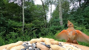 110K views · 4.2K reactions | Juvenile Cardinal, Red-bellied Woodpecker, Mourning Dove | Critter Cam | Facebook