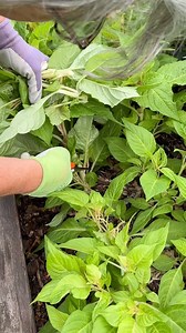 Pinching branching annuals is good practice for so many reasons. It can resolve a thick stem issue, delays bloom which is a good thing sometimes, and it gets the plant working on branching earlier. Pinching some Celosia, the Sunday series. | The Gardener's Workshop
