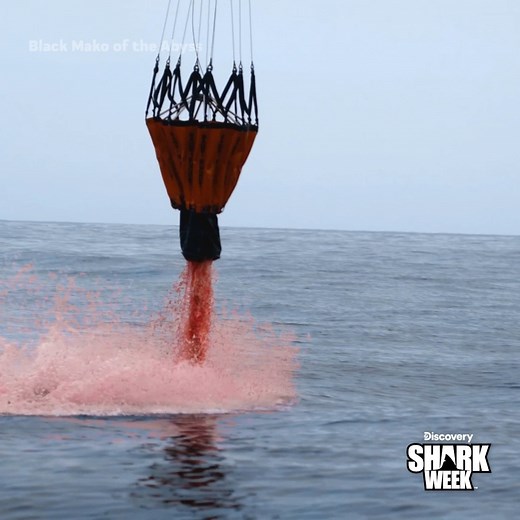 4.6M views · 42K reactions | Holy chum!  Did you see that chum chopper?! Don't miss the action as #SharkWeek continues all week long. | Discovery | Facebook